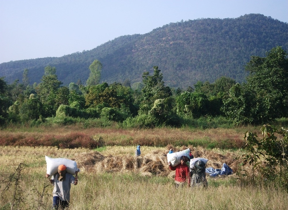 ภาพประกอบการเกษตร